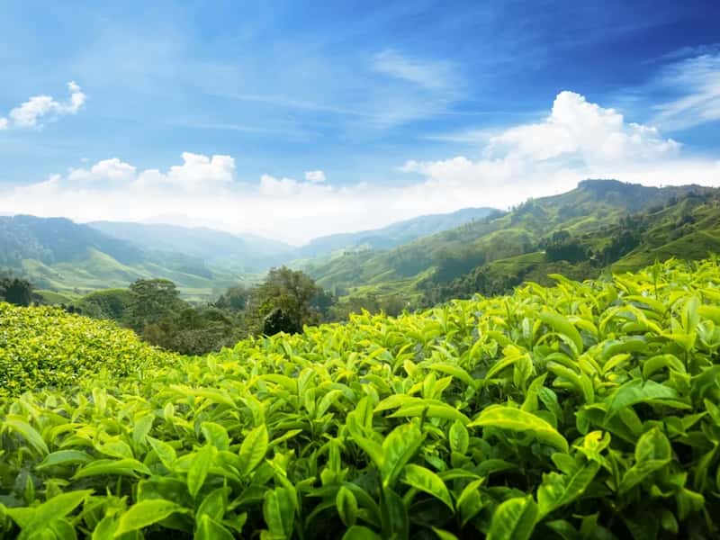 چای شمال اصل مناسب نوشیدنی اصیل ایرانی